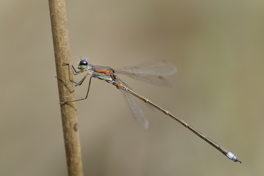 Lestes virens vestalis, maschio